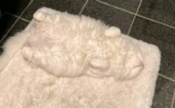 【ステルス猫】マットと一体化する白いふわふわ猫が話題にｗ