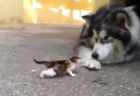 【！】大きなハスキー犬に向かっていく猫の赤ちゃん！これには敵わないｗｗｗｗ