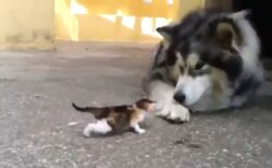 【！】大きなハスキー犬に向かっていく猫の赤ちゃん！これには敵わないｗｗｗｗ