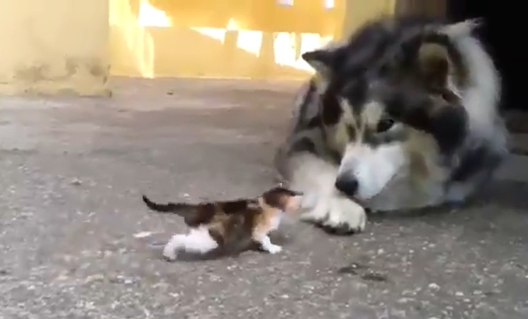 【!】大きなハスキー犬に向かっていく猫の赤ちゃん!これには敵わないwwww