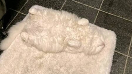 【ステルス猫】マットと一体化する白いふわふわ猫が話題にｗ