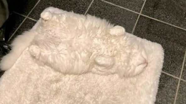 【ステルス猫】マットと一体化する白いふわふわ猫が話題にw