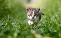 【こっそり】茂みの中に潜んでいる猫ちゃんたちが可愛すぎる！