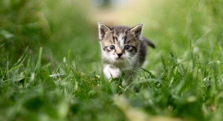 【こっそり】茂みの中に潜んでいる猫ちゃんたちが可愛すぎる！