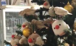 【可愛い】クリスマスツリーが文鳥のひな達の遊び場に