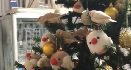 【可愛い】クリスマスツリーが文鳥のひな達の遊び場に