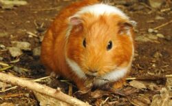 【テクテク】毛並みが良いモルモット2匹の後ろ姿が最高すぎる。ずっと付いていきたい！