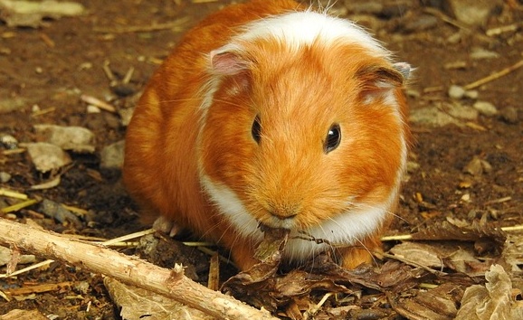 【テクテク】毛並みが良いモルモット2匹の後ろ姿が最高すぎる。ずっと付いていきたい!