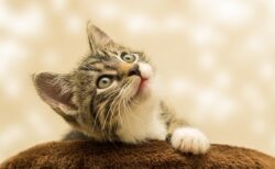 【！！！】猫が動物病院へ行くことに気づいた瞬間ｗｗｗｗ