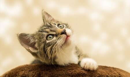 【！！！】猫が動物病院へ行くことに気づいた瞬間ｗｗｗｗ