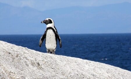 【泣】治療が終わったペンギンを海に帰す瞬間、切ない・・・