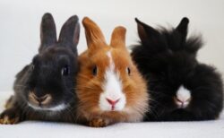 【ぴとっ】離しても離してもぴったりくっつくウサギたちが可愛すぎるｗ　暖かそう！