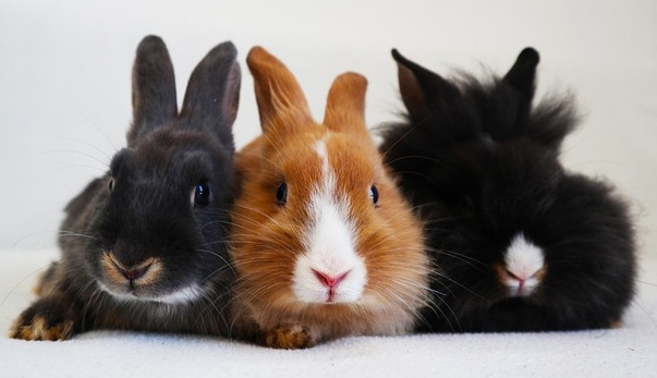 【ぴとっ】離しても離してもぴったりくっつくウサギたちが可愛すぎるw 暖かそう!