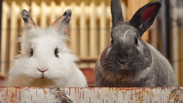 【むしゃむしゃ】剥いたりんごの皮を片っ端から食べていくうさぎが可愛いwwww