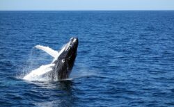 【大迫力】大海原で水と戯れるザトウクジラ、神々しい・・・