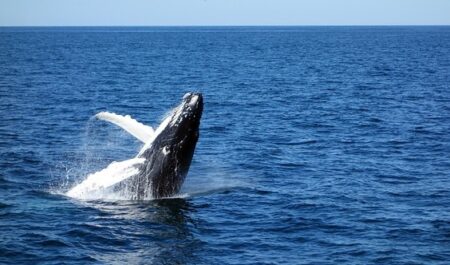 【大迫力】大海原で水と戯れるザトウクジラ、神々しい・・・