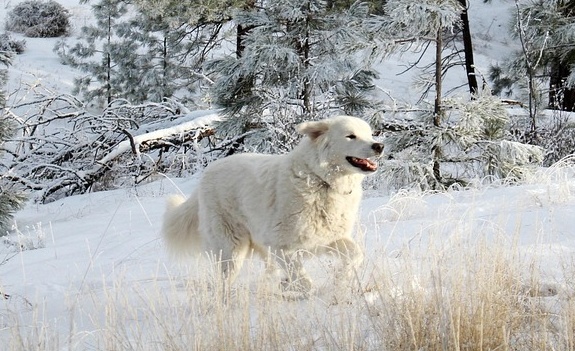 【笑】日本各地で自家専用除雪機(犬)が大活躍中!幸せそうw
