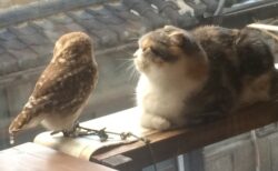 【最高】仲良しな猫とフクロウ、可愛すぎる！