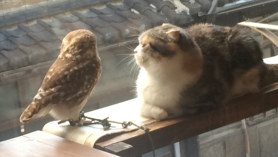 【最高】仲良しな猫とフクロウ、可愛すぎる！