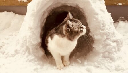 【アイスクリーム頭痛】冷たい雪を食べてみた猫、「キーン」となってしまう！