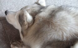 【笑】シベリアンハスキー、初めての水泳訓練！カワイイすぎるｗ