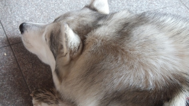 【笑】シベリアンハスキー、初めての水泳訓練！カワイイすぎるｗ