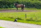 【笑】猫にいたずらする馬と二度見する猫、どちらも可愛いｗｗｗｗ
