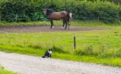 【笑】猫にいたずらする馬と二度見する猫、どちらも可愛いｗｗｗｗ