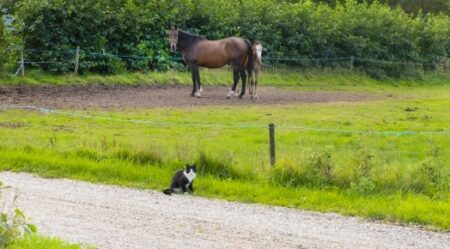 【笑】猫にいたずらする馬と二度見する猫、どちらも可愛いｗｗｗｗ