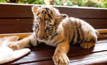 【動画】よちよち歩きのトラの赤ちゃん、完全に猫と話題