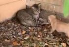 【笑】大好きな猫を見つけた子犬、喜びっぷりがすごい！