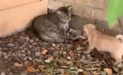 【笑】大好きな猫を見つけた子犬、喜びっぷりがすごい！