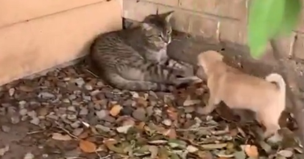 【笑】大好きな猫を見つけた子犬、喜びっぷりがすごい！