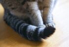 【かわいい】自分のしっぽが気になる猫ちゃんが話題「自分のなのに(笑)」