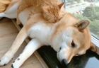【笑】大好きな猫を見つけた子犬、喜びっぷりがすごい！