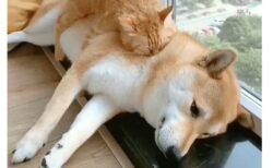 【幸せ空間】柴犬の上ですやすや眠る猫と、上の猫を起こさないよう固まる柴犬