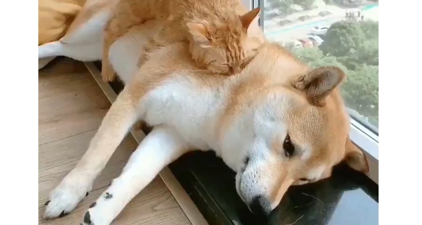 【幸せ空間】柴犬の上ですやすや眠る猫と、上の猫を起こさないよう固まる柴犬