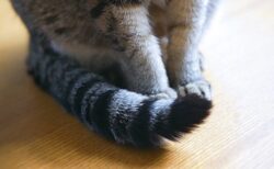 【かわいい】自分のしっぽが気になる猫ちゃんが話題「自分のなのに(笑)」