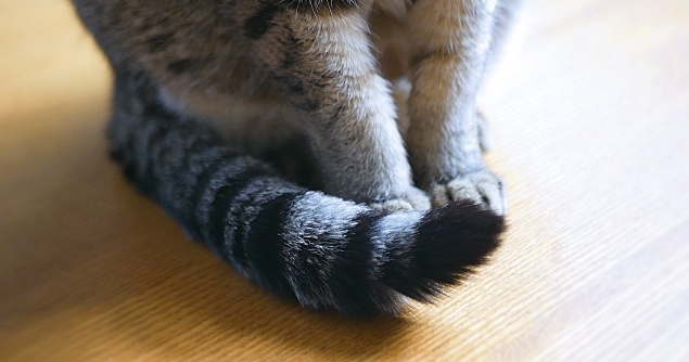 【かわいい】自分のしっぽが気になる猫ちゃんが話題「自分のなのに(笑)」