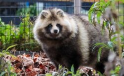 【ひゃー】もっふもふな冬毛のたぬき達、触ってみたい！！