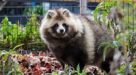 【ひゃー】もっふもふな冬毛のたぬき達、触ってみたい！！