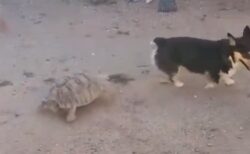 【トコトコトコ】犬を追いかけまわすカメが話題。すごく好きみたい！