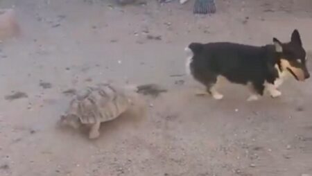 【トコトコトコ】犬を追いかけまわすカメが話題。すごく好きみたい！