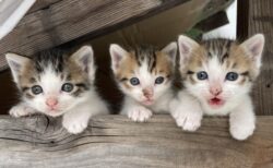 【懐】ソーシャルディスタンスを守る猫達と、密になる猫達