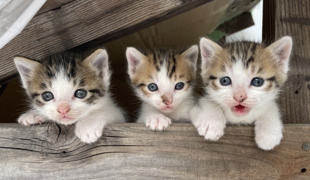 【懐】ソーシャルディスタンスを守る猫達と、密になる猫達