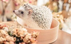 【 zzz… 】安心しきって眠るハリネズミがかなり可愛い！