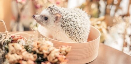 【 zzz… 】安心しきって眠るハリネズミがかなり可愛い！