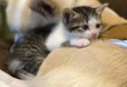 【犬と猫】子猫「やめてやめてこないで」ペチペチ！の状態から心を開くまでの過程、尊い・・