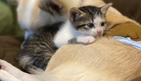 【犬と猫】子猫「やめてやめてこないで」ペチペチ！の状態から心を開くまでの過程、尊い・・