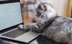 【動画】テレワーク中？もっともらしい顔でパソコンを眺める猫(･∀･)